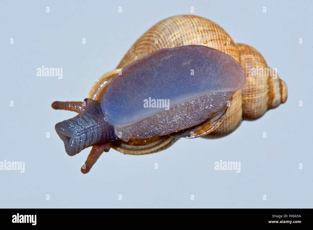 Nez rouge, nez rond escargot snail (Pomatias elegans), sur un panneau de verre, Allemagne Banque D'Images