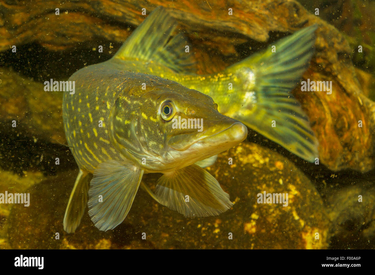 Le brochet, le grand brochet (Esox lucius), vue avant, Allemagne Banque D'Images