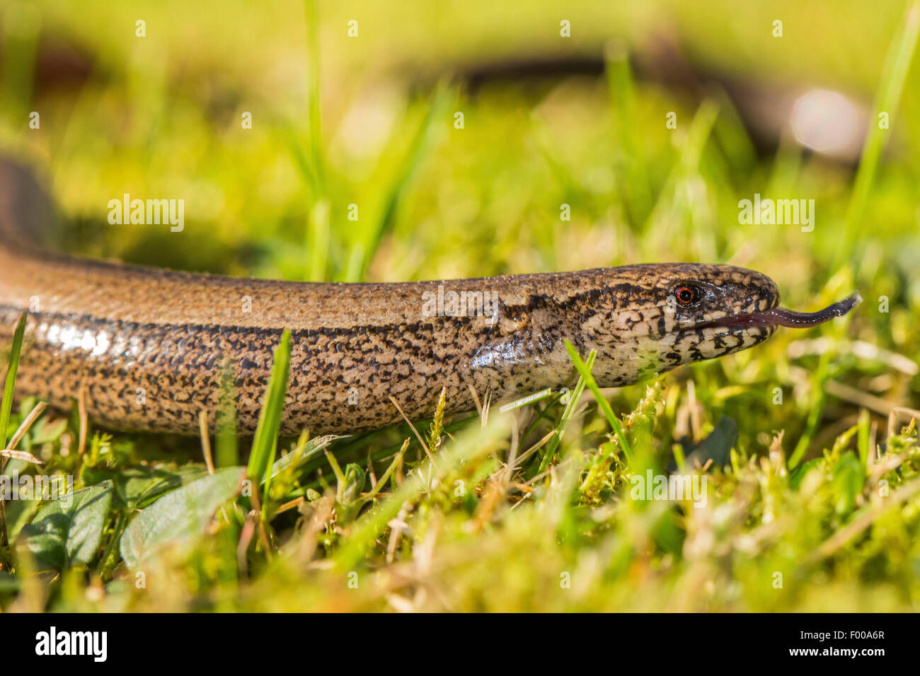 Ver lent européenne, blindworm, slow worm (Anguis fragilis), s'élançant dans et hors de la langue, de l'Allemagne, de Bavière, Isental Banque D'Images