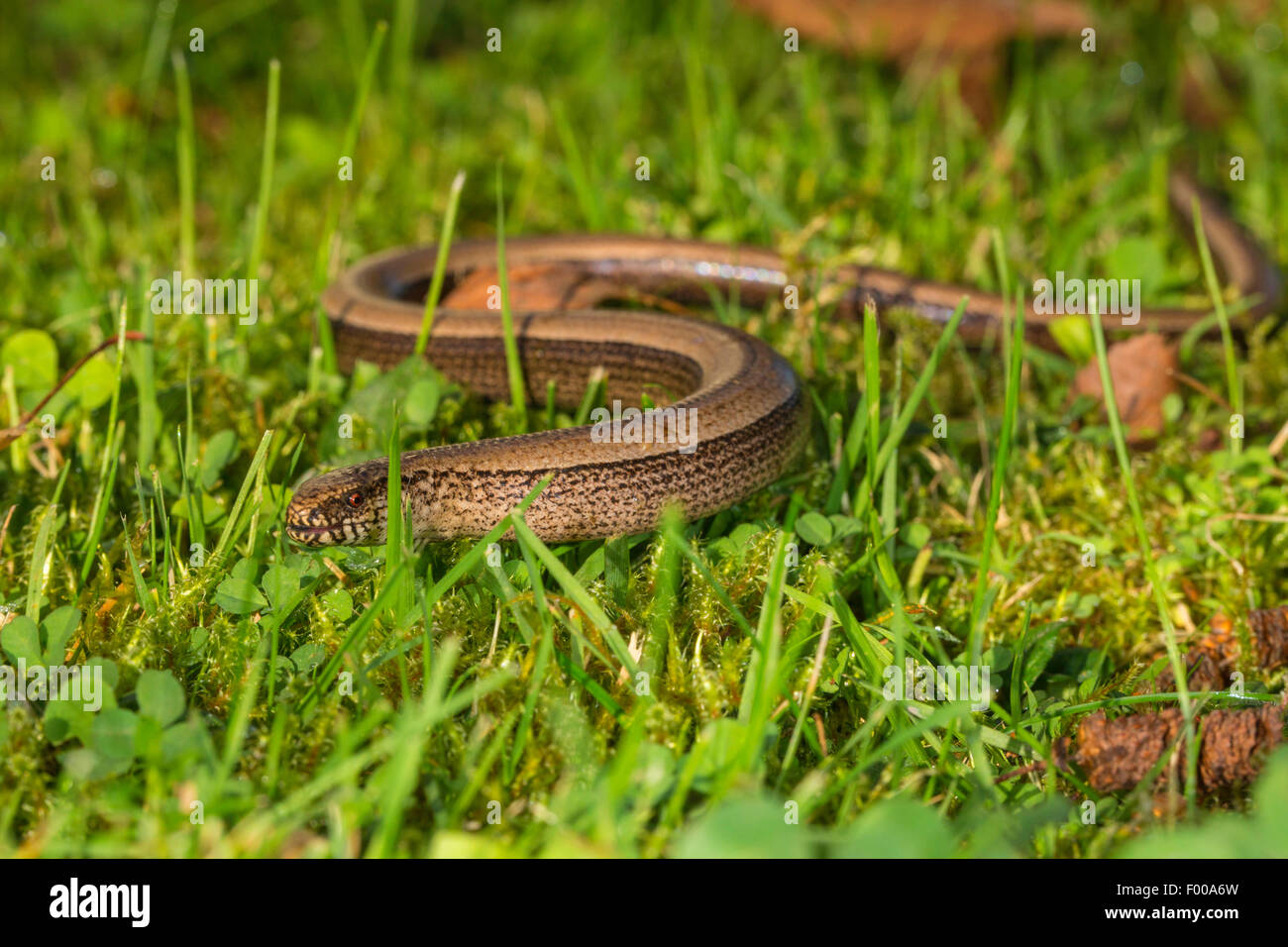 Ver lent européenne, blindworm, slow worm (Anguis fragilis), ramper dans un pré, en Allemagne, en Bavière, Isental Banque D'Images