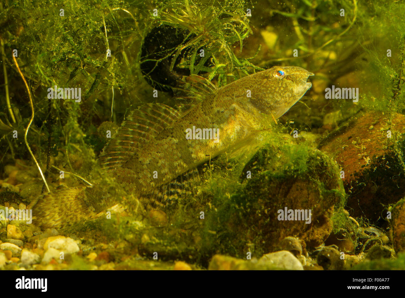 Oxyeleotris marmorata (gobie en marbre, Eleotris marmorata), bien camouflée sur le fond Banque D'Images