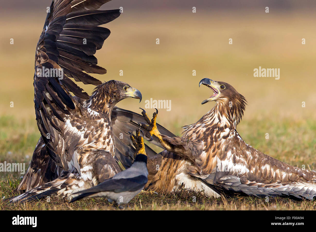 Pygargue à queue blanche (Haliaeetus albicilla), deux des pygargues à queue blanche combats dans un pré et un corbeau à les regarder, Suisse, Valais Banque D'Images