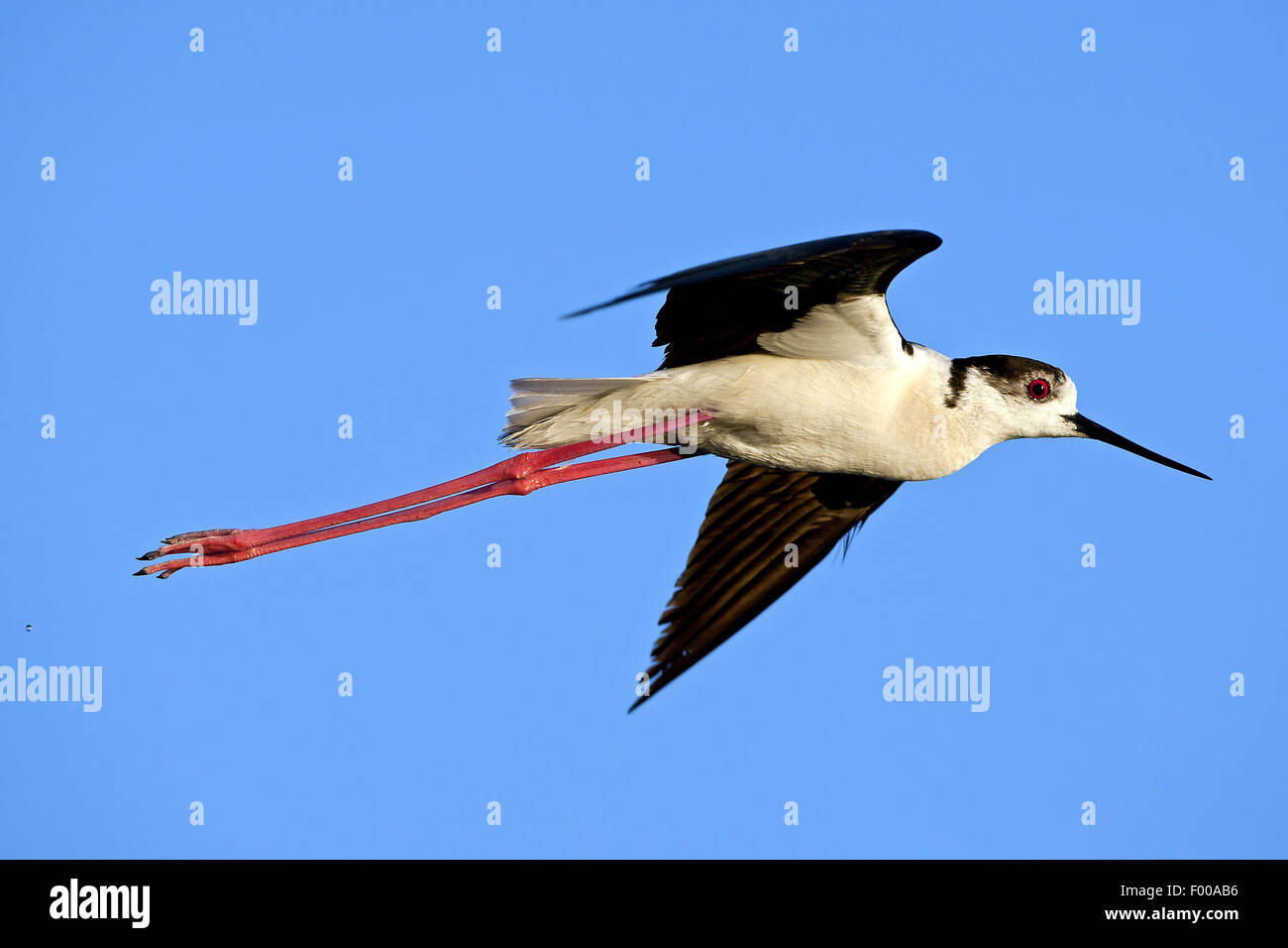 Black-winged Stilt (Himantopus himantopus), en vol, vue de côté, France Banque D'Images