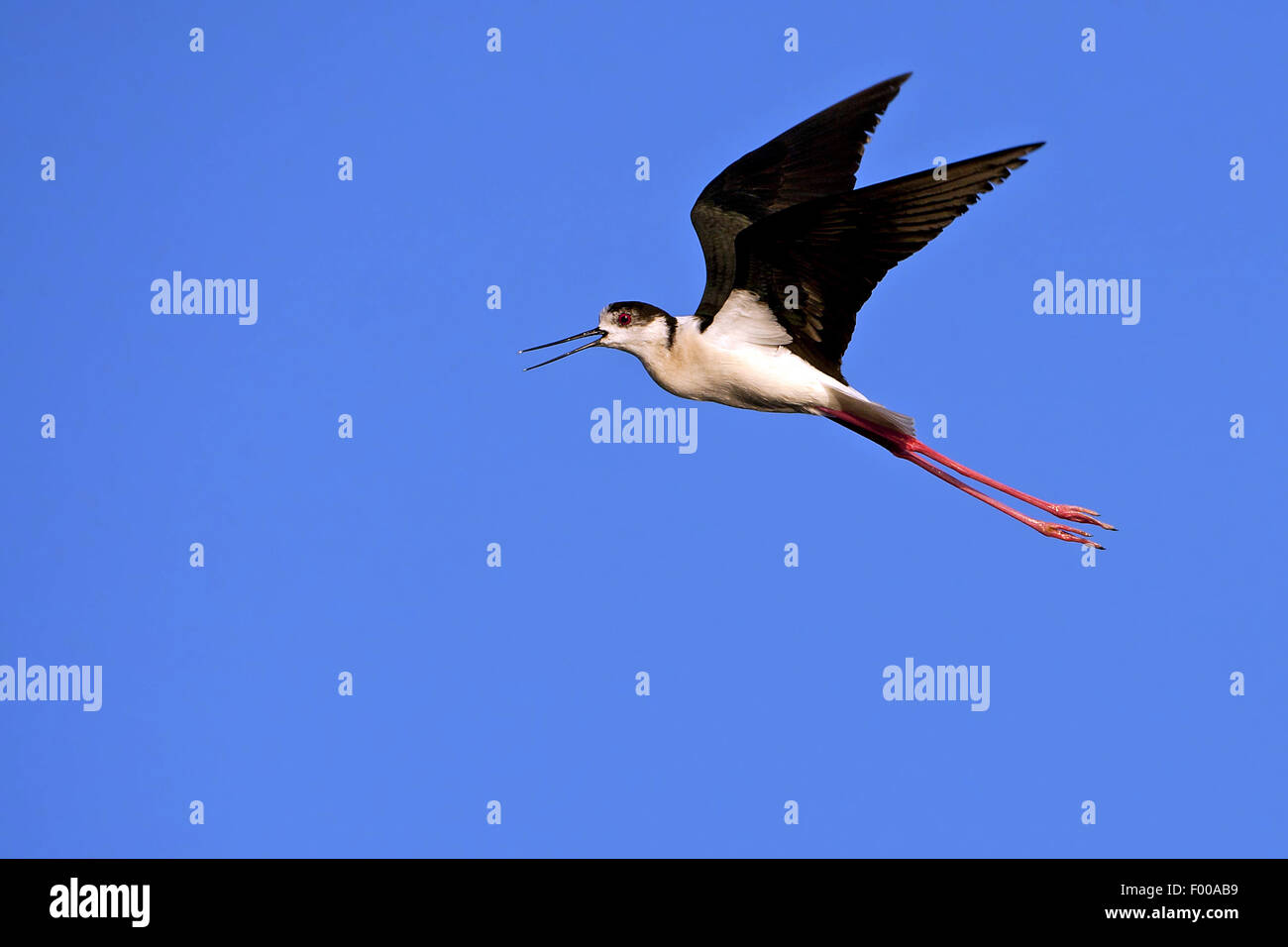 Black-winged Stilt (Himantopus himantopus), en vol, vue de côté, France Banque D'Images
