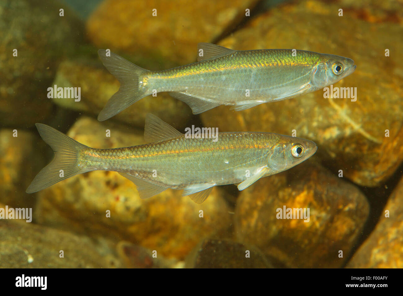 Sombre commun, sombre (Alburnus alburnus), deux bleaks, Allemagne Banque D'Images