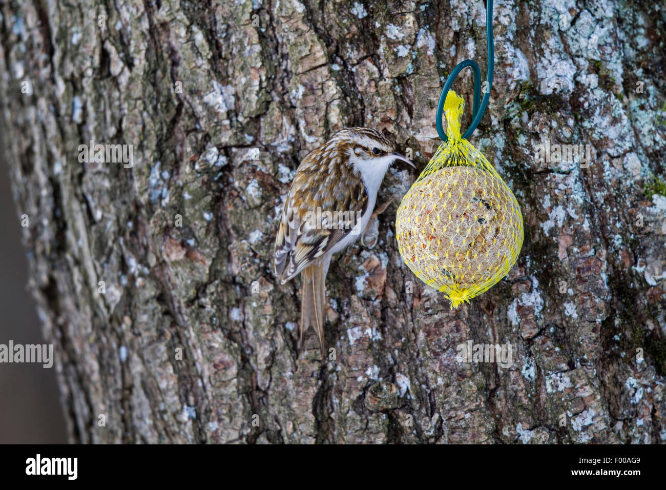 Bruant commun (Certhia familiaris), manger sur une boule de graisse, l'Allemagne, la Bavière Banque D'Images
