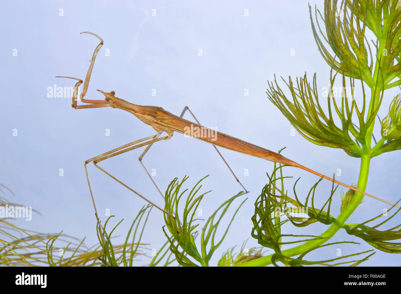 Phasme de l'eau, l'eau, corps de Scorpion aiguille chez Ranatra linearis (Bug), sur une plante aquatique , Allemagne Banque D'Images