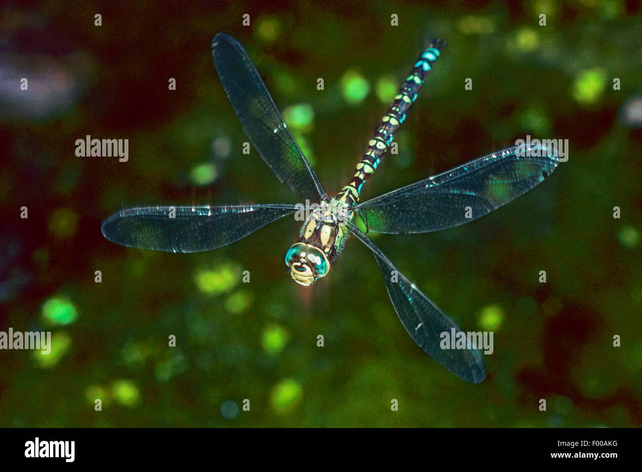 Blue-green darner, le sud de l'AESHNA Aeshna, sud de Hawker (cyanea), en vol, Allemagne Banque D'Images