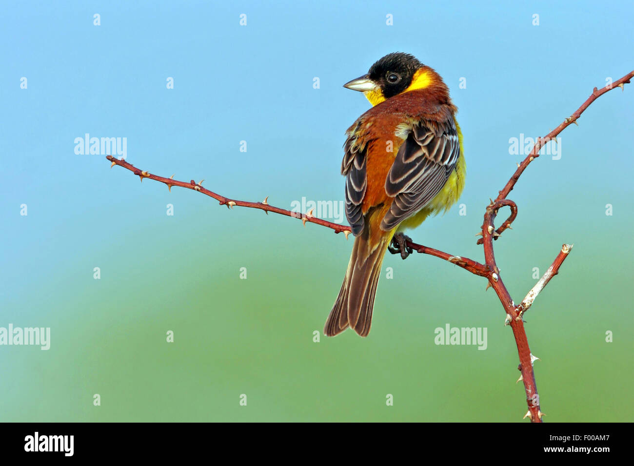 À tête noire (Emberiza melanocephala), homme assis sur un rameau épineux, Bulgarie Banque D'Images