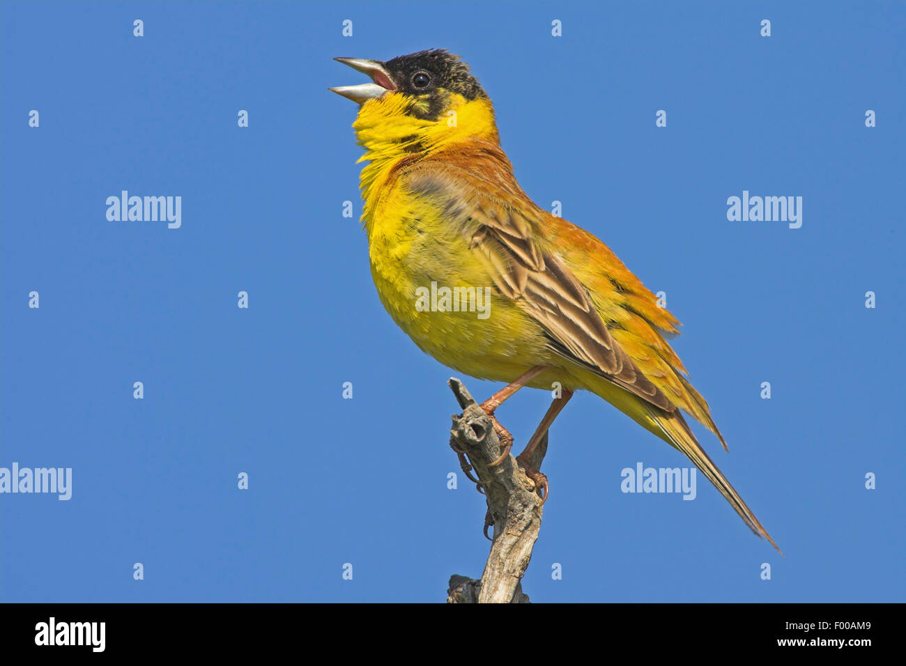À tête noire (Emberiza melanocephala), homme assis sur une branche et le chant, Bulgarie Banque D'Images