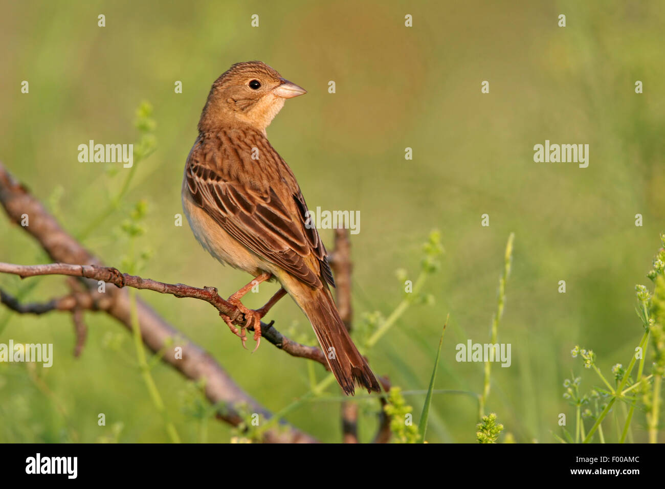 À tête noire (Emberiza melanocephala), femme assise sur une brindille dans la lumière du soir, Bulgarie Banque D'Images