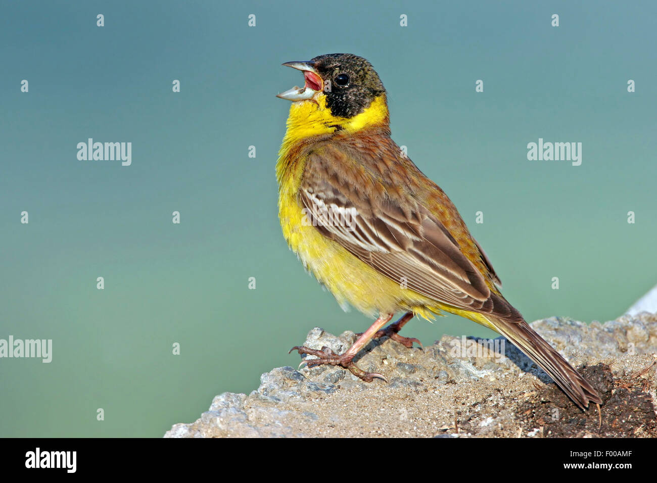 À tête noire (Emberiza melanocephala), mâle chanteur , Bulgarie Banque D'Images