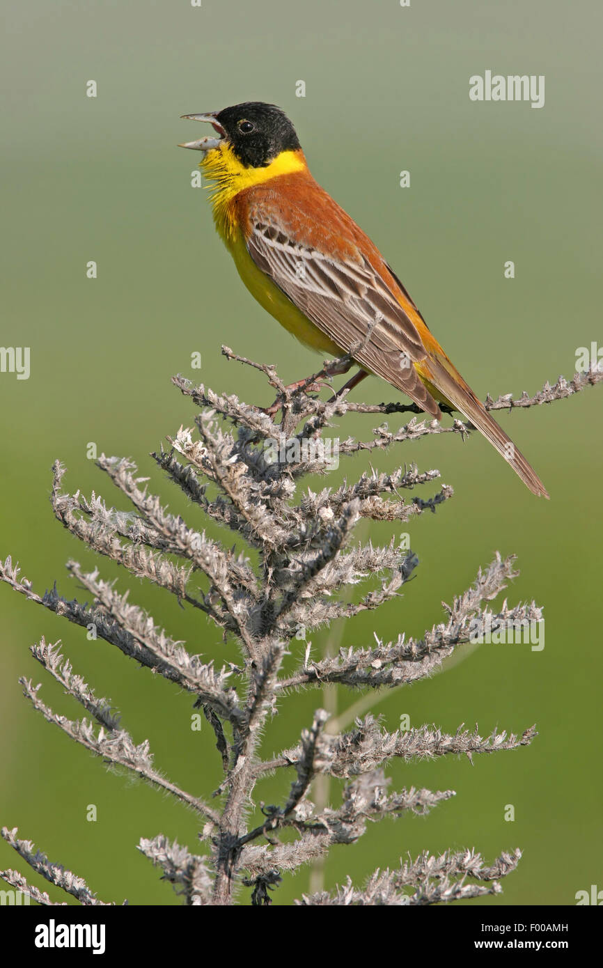 À tête noire (Emberiza melanocephala), mâle chanteur sur une tige, Bulgarie Banque D'Images