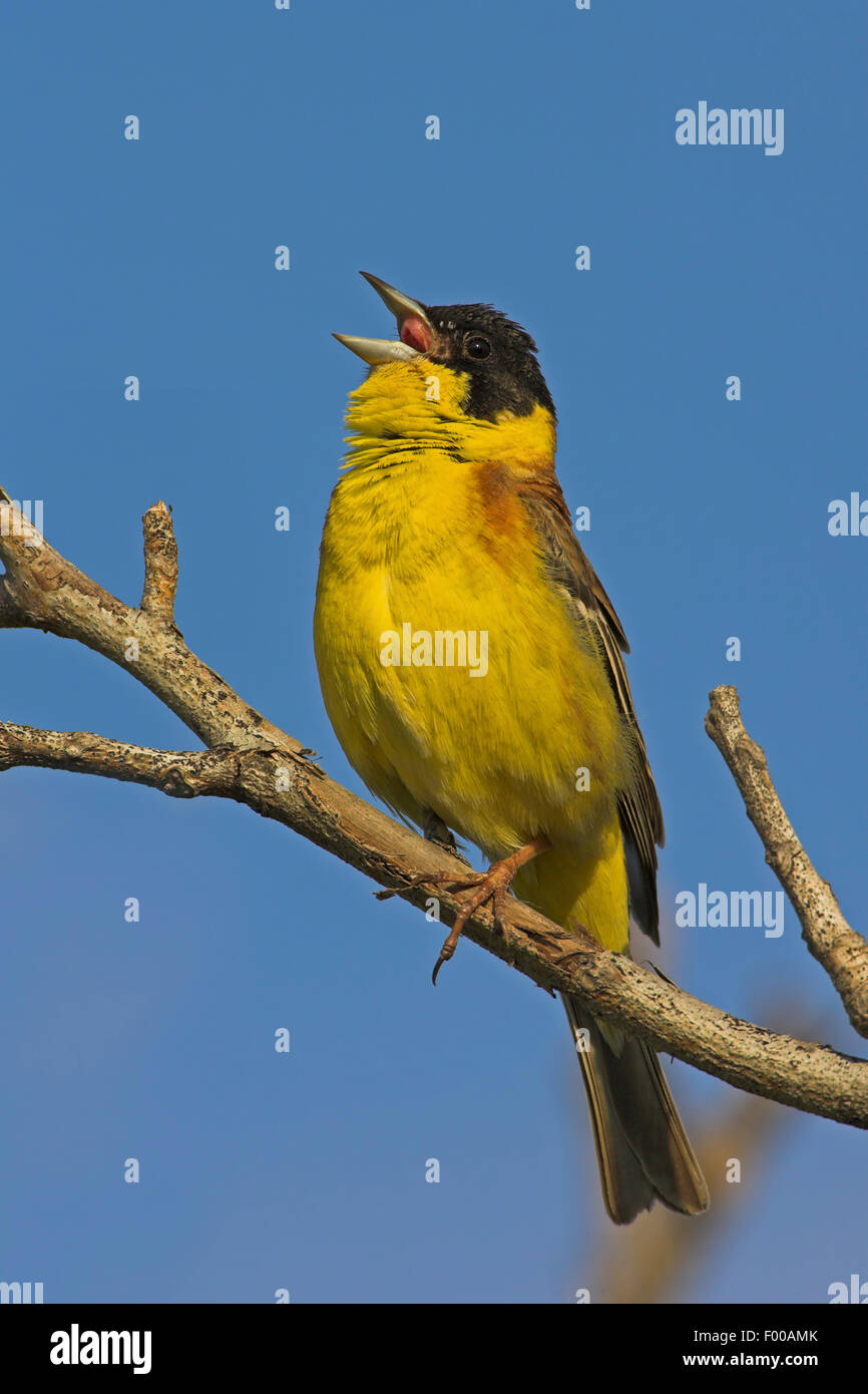 À tête noire (Emberiza melanocephala), mâle chanteur sur une brindille, Bulgarie Banque D'Images