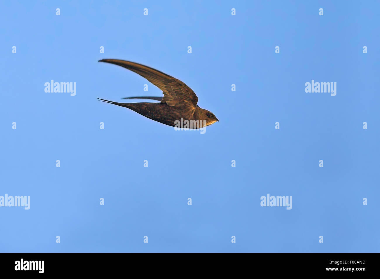 (Apus apus swift eurasien), en vol, vue de côté, l'Allemagne, Bade-Wurtemberg Banque D'Images