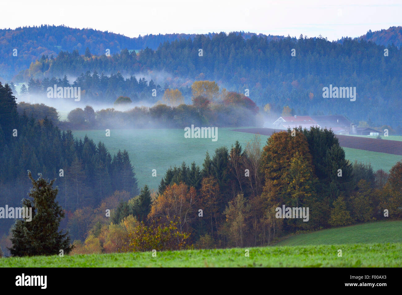 Paysage de forêt et de prairies vallonnées dans la brume au petit matin d'automne, en Allemagne, en Bavière, Parc National de la Forêt bavaroise Banque D'Images