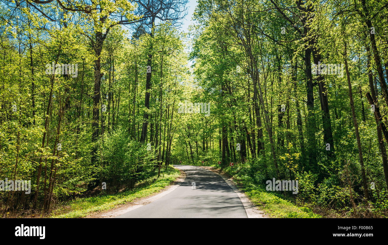 Bon asphalte route forestière en journée ensoleillée. Lane qui traverse la forêt de feuillus au printemps Banque D'Images