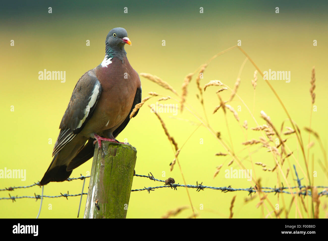 Pigeon ramier (Columba palumbus), assis sur un tas de bois un barbwire, Belgique Banque D'Images