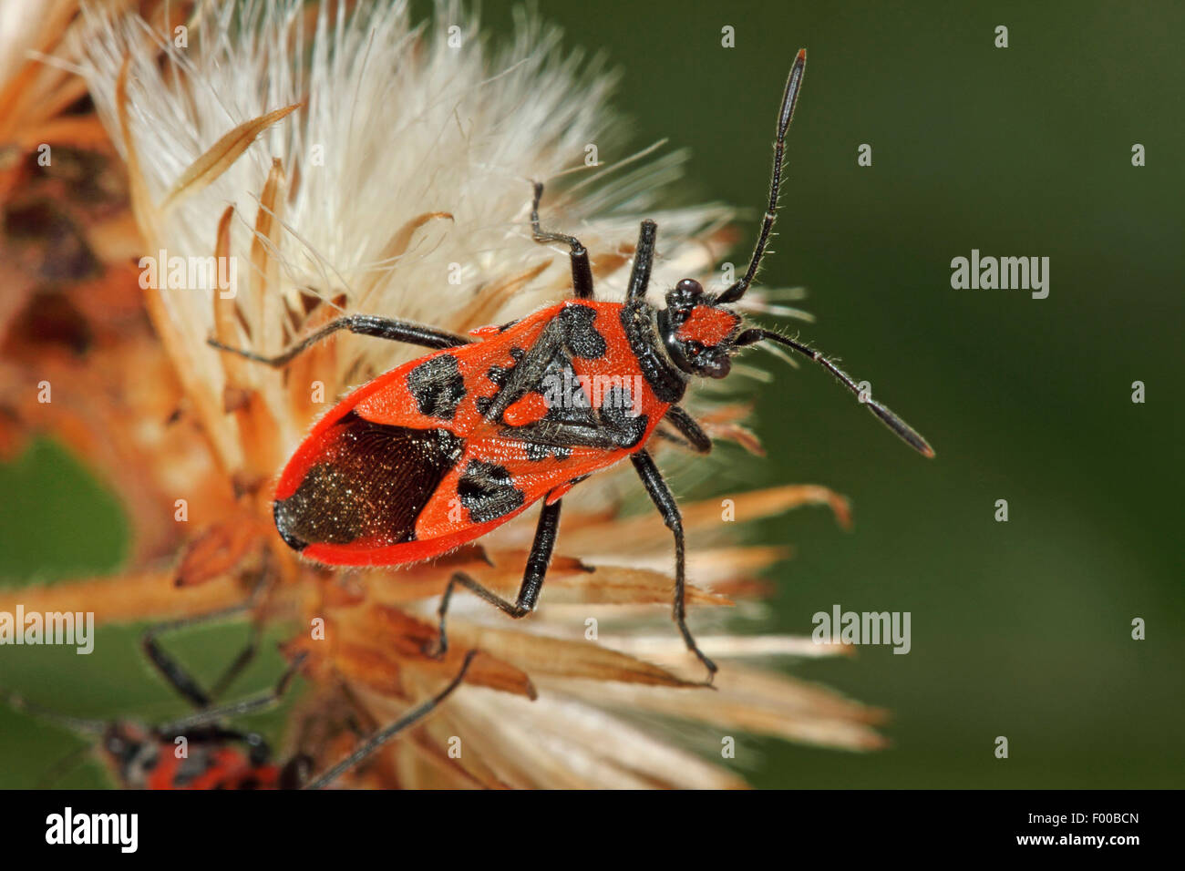 Fire bug (Corizus hyoscyami), sur une fleur, Allemagne Banque D'Images