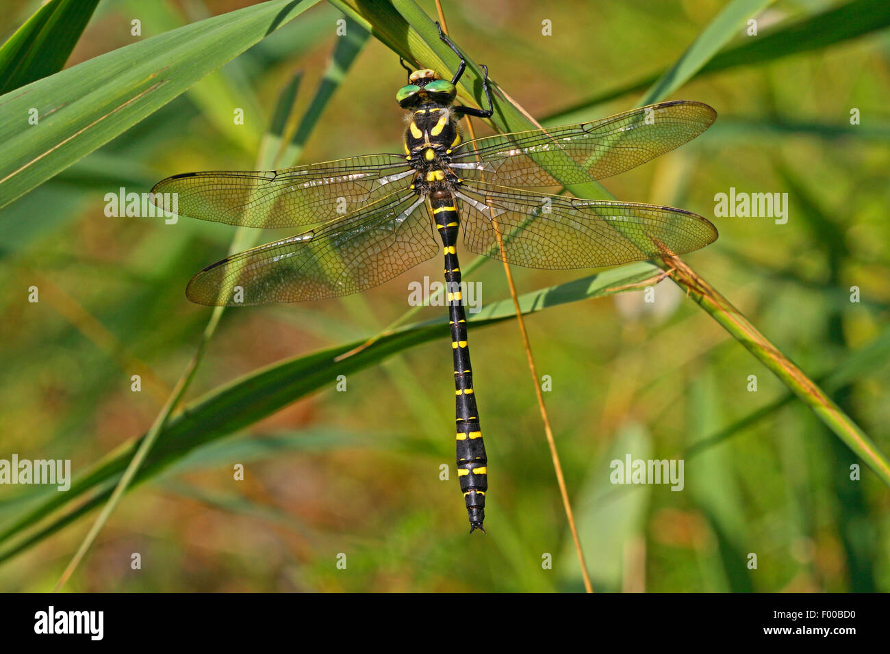 Golden-ringed dragonfly (Cordulegaster Cordulegaster boltonii, boltoni, Cordulegaster annulatus), à un brin d'herbe, Allemagne Banque D'Images