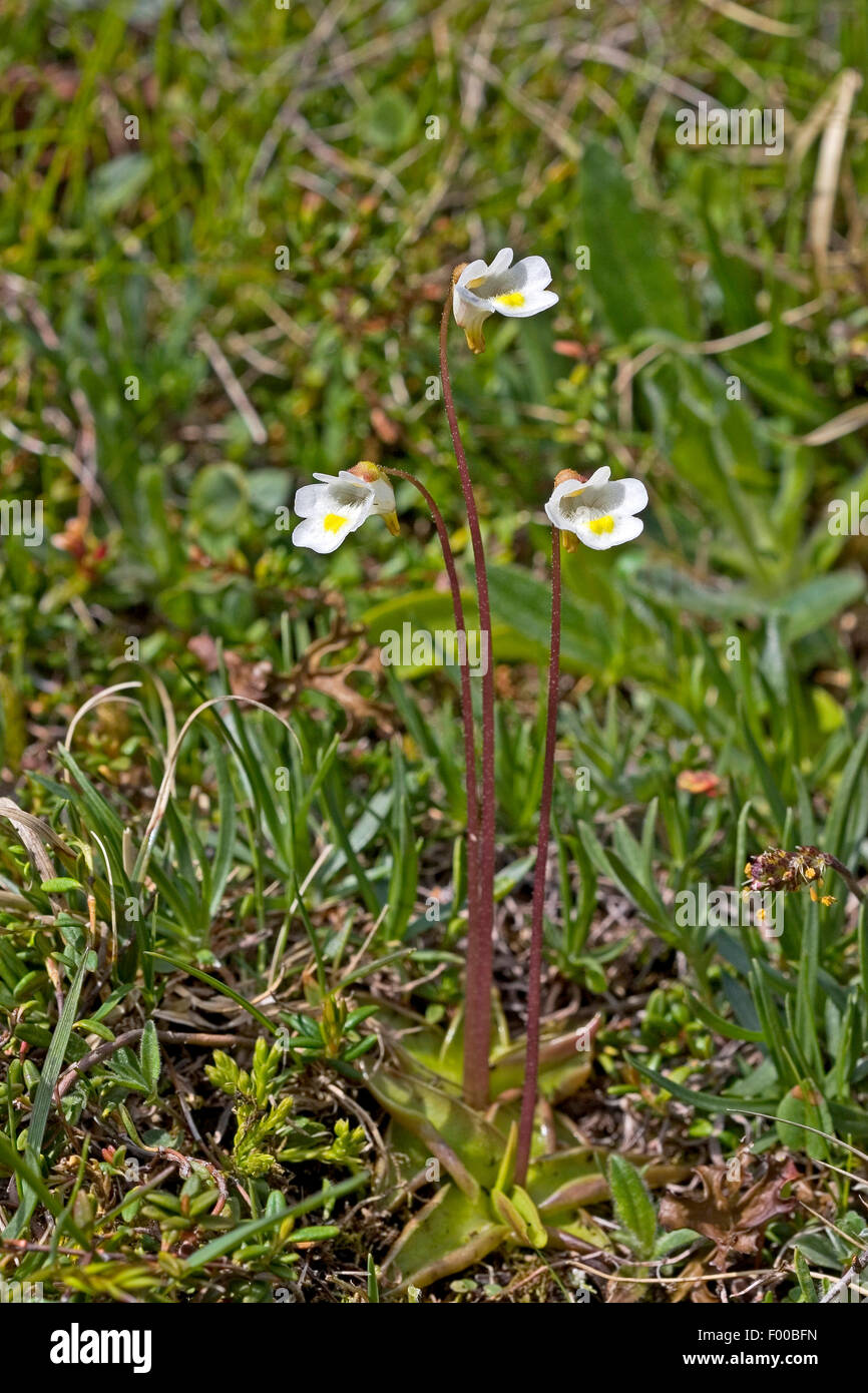 Grassette (Pinguicula alpina alpine), la floraison, Allemagne Banque D'Images