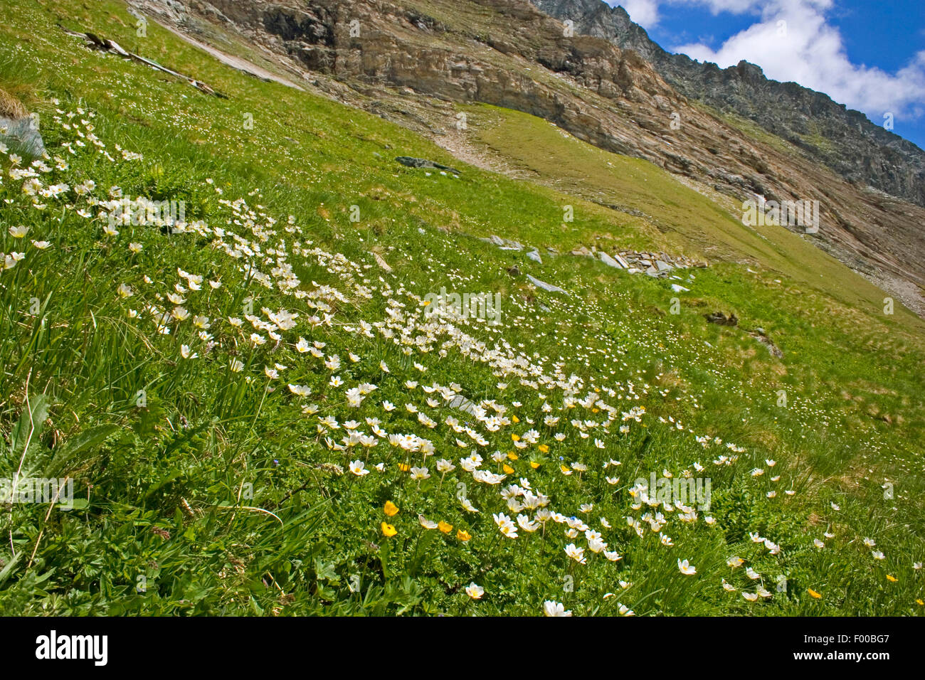 Pré alpin de fleurs en Autriche, le Grossglockner, le Parc National du Hohe Tauern Banque D'Images