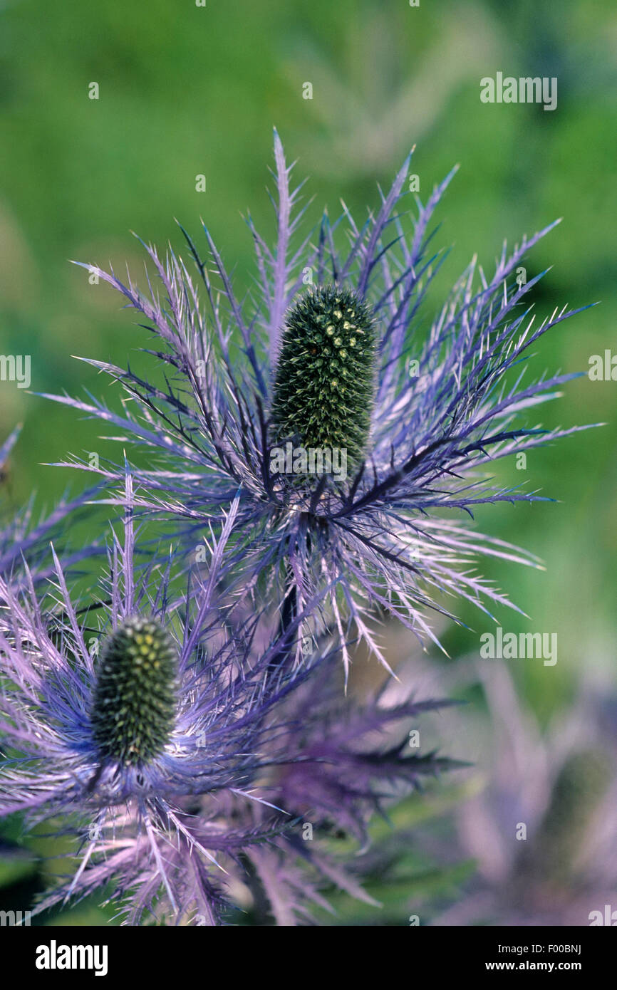 Holly mer Alpine, Alpine eryngo, reine des alpes (Eryngium alpinum), blooming, Autriche Banque D'Images