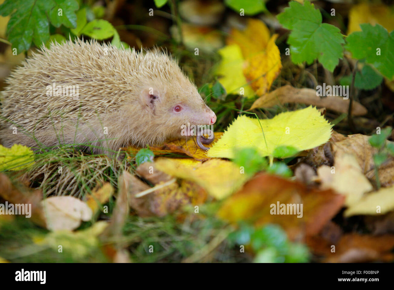 Albinos blanc mangeant un ver de terre Banque de photographies et d ...