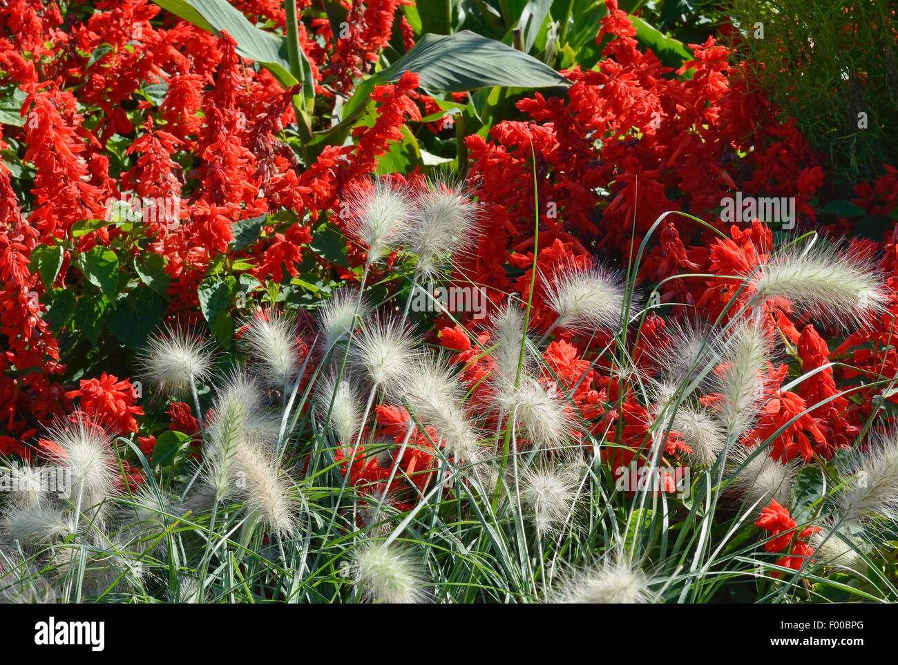 Jardin de printemps avec Close Up of Fountain Grass Banque D'Images