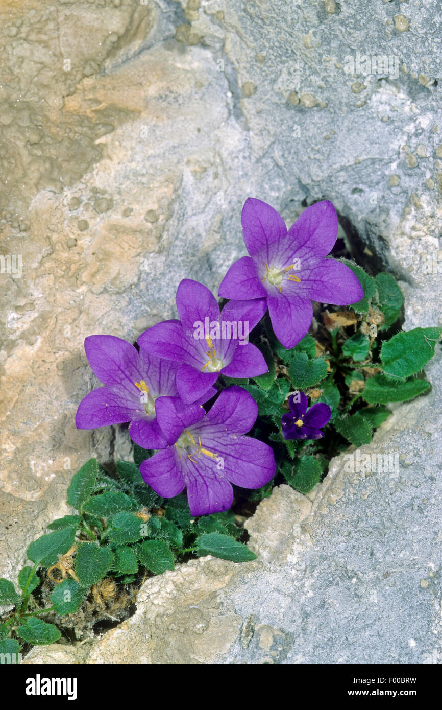 La Dolomite campanule (Campanula morettiana), blooming, Autriche Banque D'Images