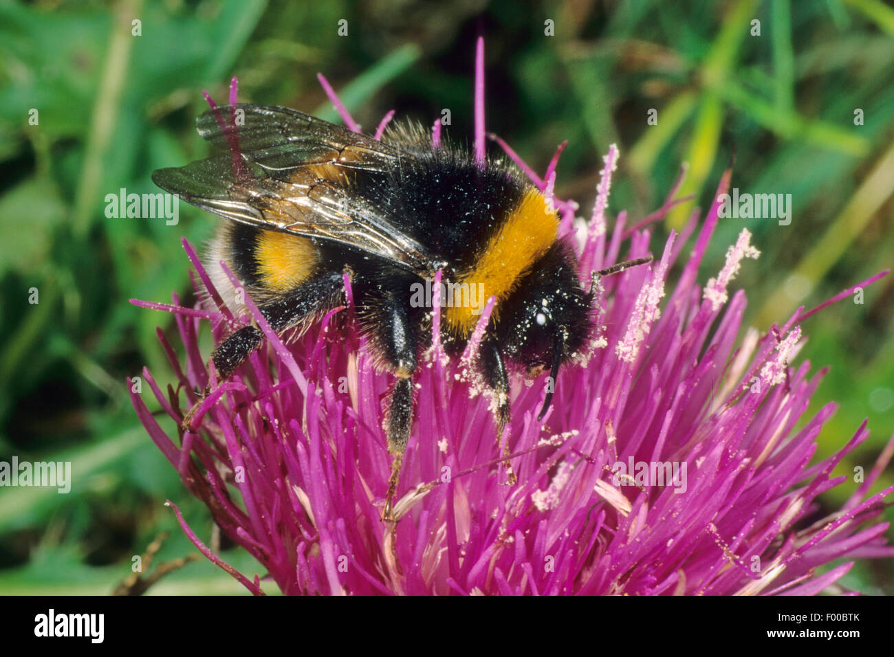 Buff-queue de bourdons (Bombus terrestris), sur une fleur, Allemagne Banque D'Images