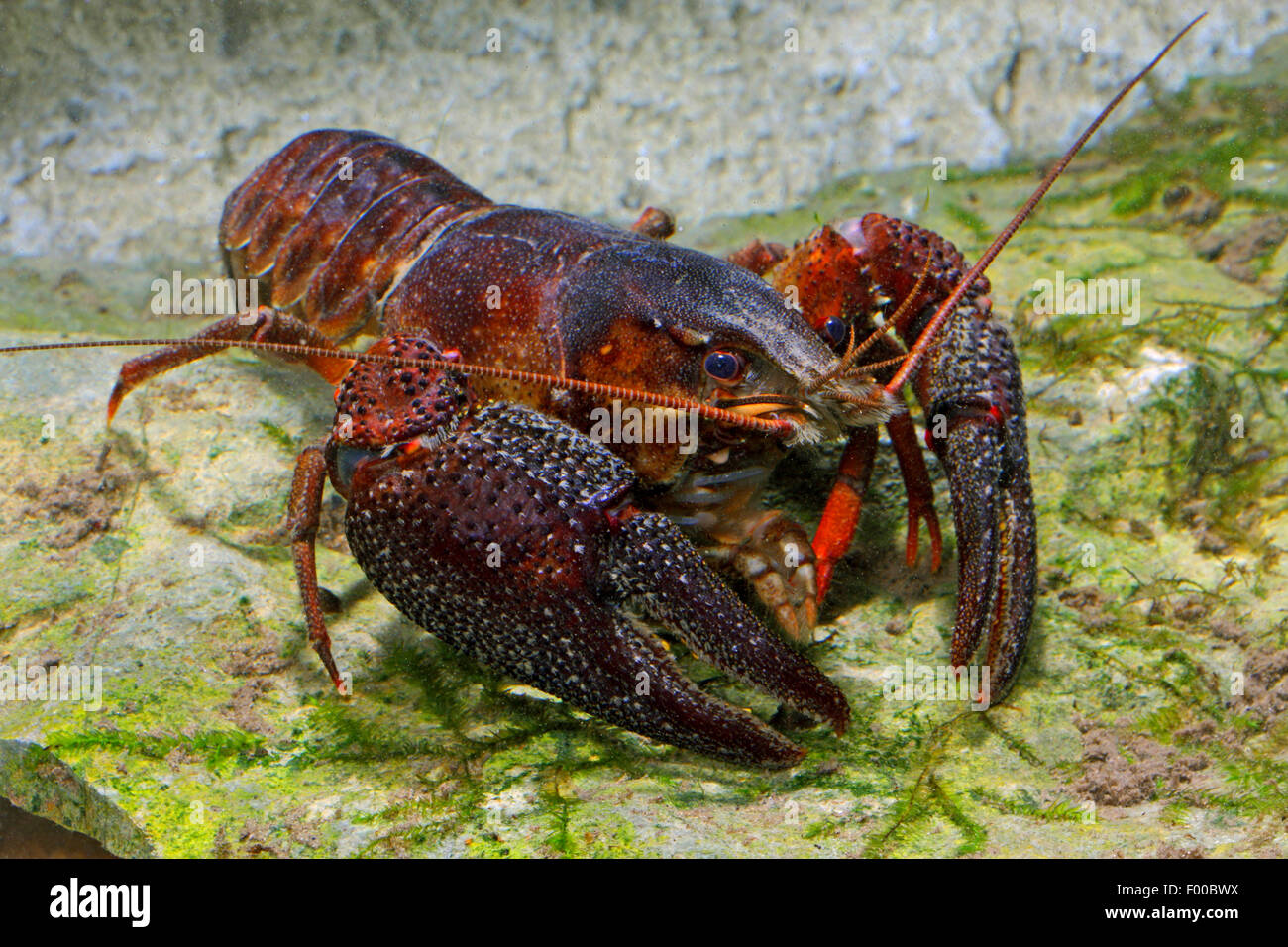 Les écrevisses européennes, l'écrevisse Noble, les écrevisses (Astacus astacus fingered, Astacus fluviatilis), sur fond pierreux, Allemagne Banque D'Images