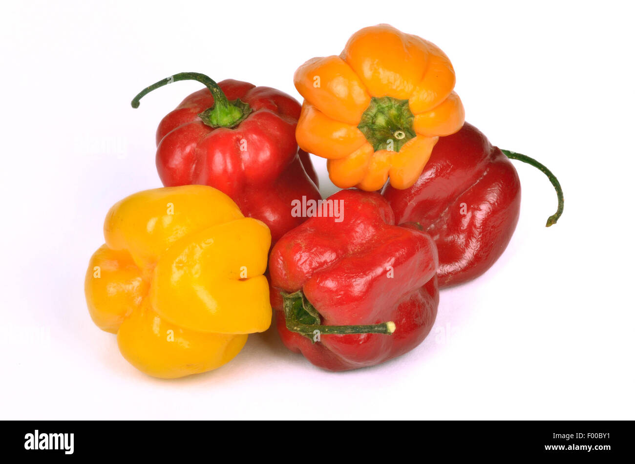 Piment Habanero jaune, rouge piment Habanero, Habanero Orange piment (Capsicum chinense Habanero Gelb, Capsicum chinense Habanero Orange, Capsicum chinense Habanero rot, Capsicum Habanero Gelb, Capsicum Habanero rot), piment Habanero rouge cultivars de jaune, orange et Habanero Habanero Banque D'Images