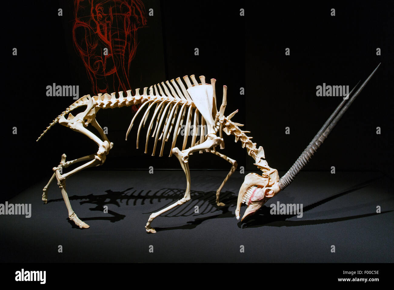 Canada,Ontario,Ottawa, Musée canadien de la nature, des animaux à l'intérieur de la pièce,squelette oryx Banque D'Images