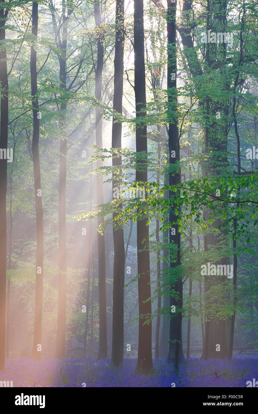 Bluebell atlantique (Hyacinthoides non-scripta, Endymion non-scriptus, Scilla non-scripta), la mer de fleurs dans la forêt, les faisceaux lumineux, Belgique, Hallerbos Banque D'Images