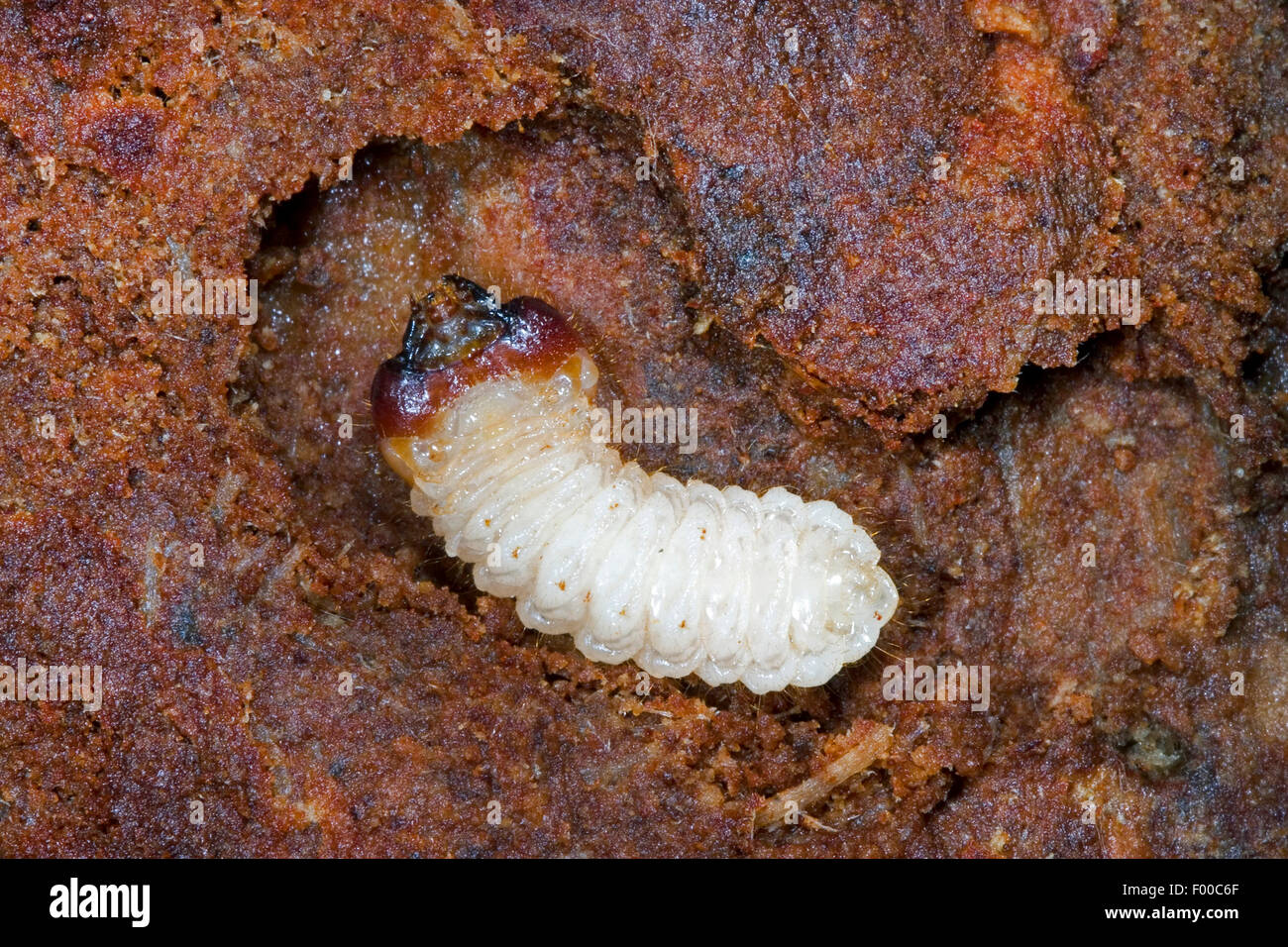 Pin à côtes à côtes, l'agrile du frêne Agrile du pin (Rhagium inquisitor), larve, Allemagne Banque D'Images