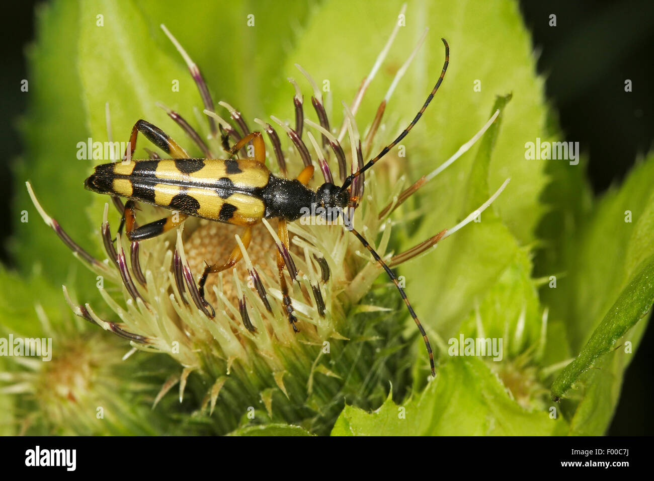 Repéré Longhorn, jaune-noir Longhorn Beetle (Strangalia maculata, Stenurella maculata, Leptura maculata, Rutpela maculata), sur une fleur, Allemagne Banque D'Images