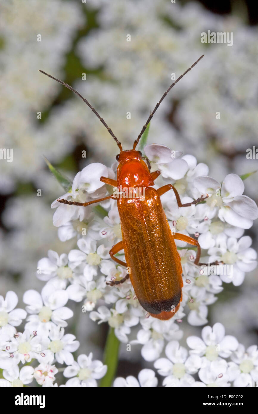 Coléoptère rouge commun du soldat suceur de sang coléoptère de l'amande du mouton (Rhagonycha fulva), assis sur une inflorescence, en Allemagne Banque D'Images