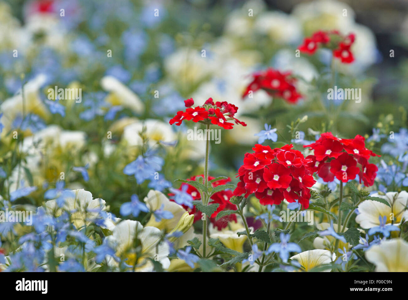 Verveine (Verbena spec.), fleurs de verveine, Allemagne, NRW Banque D'Images