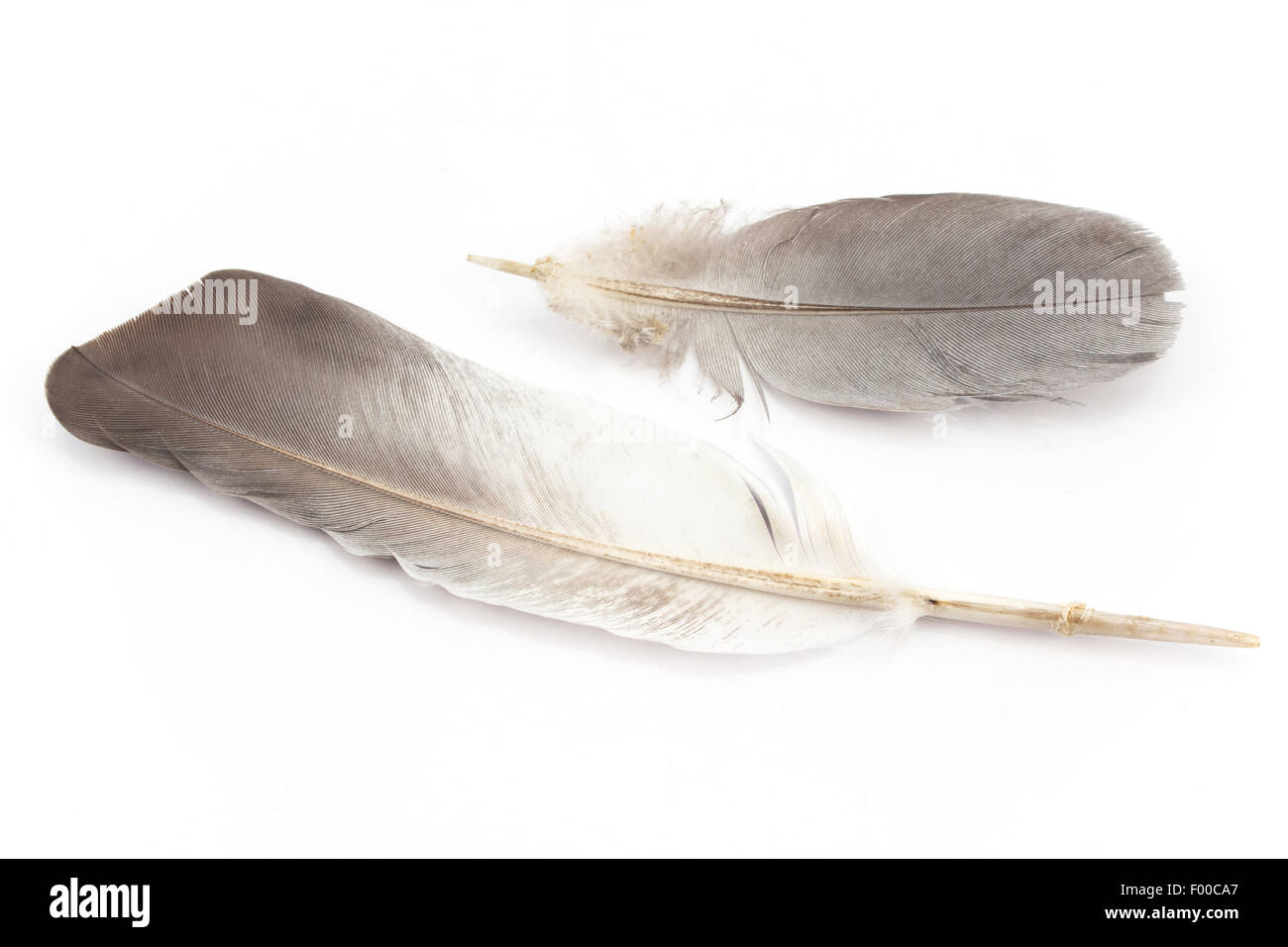 Deux plumes isolated on white Banque D'Images