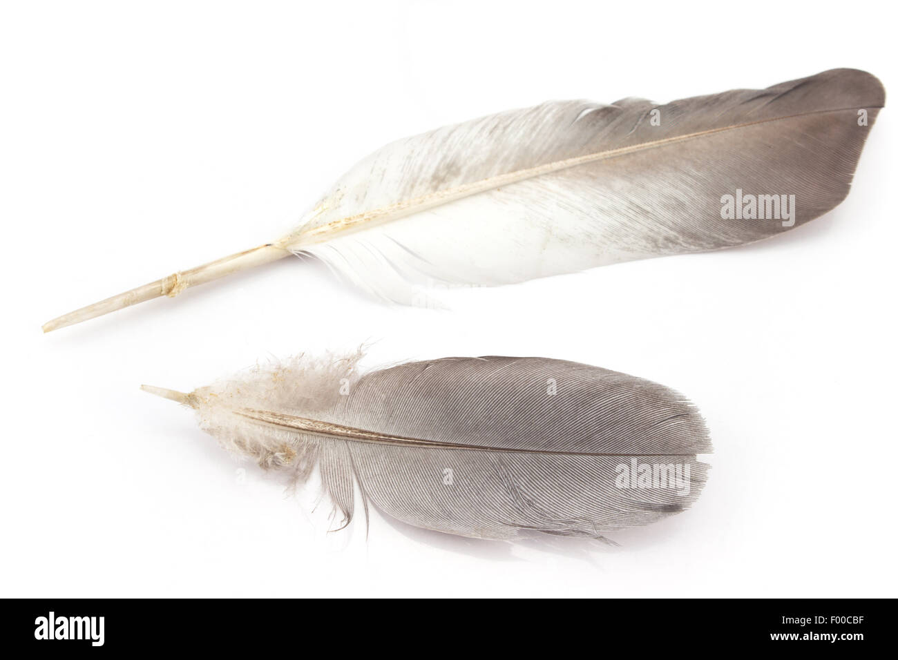 Deux plumes isolated on white Banque D'Images