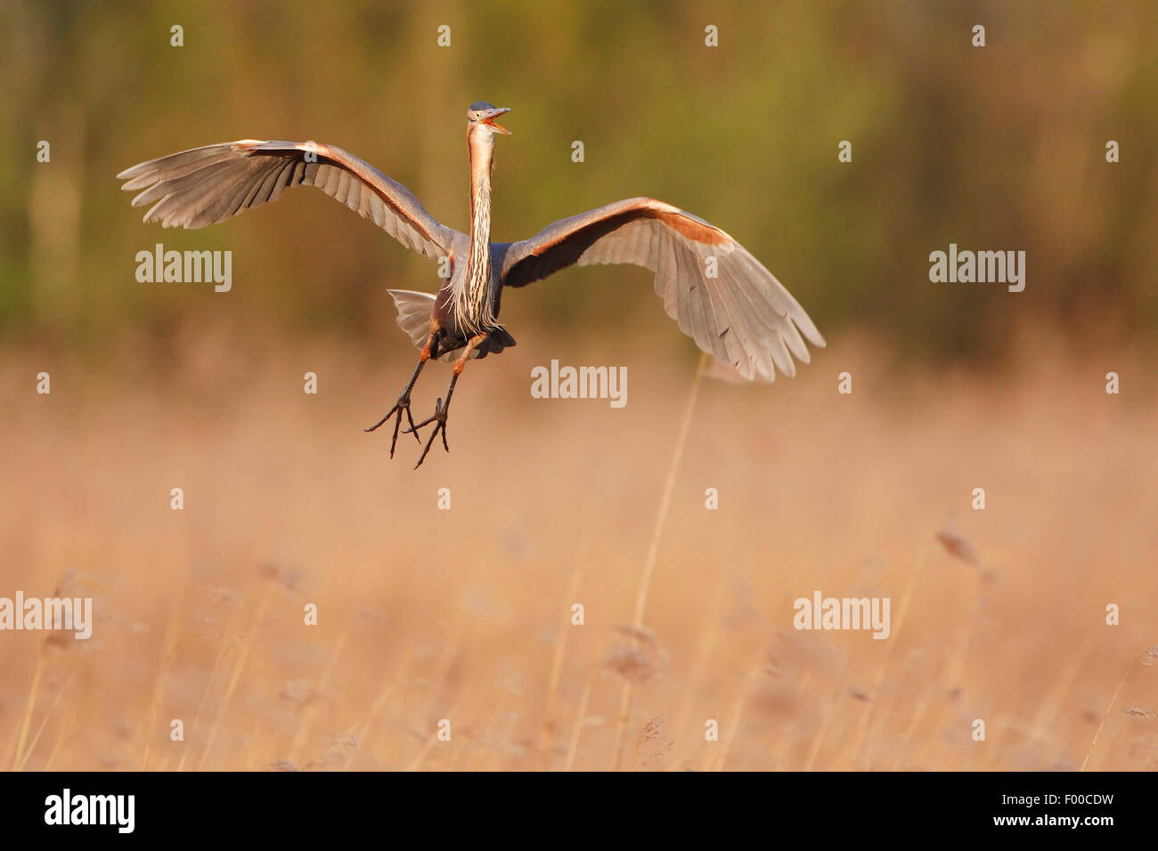 Héron pourpré (Ardea purpurea), l'atterrissage dans une ceinture de roseaux , Belgique Banque D'Images