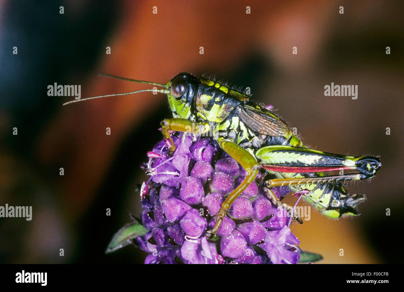 La Montagne verte sauterelle, criquet des montagnes alpines (Miramella alpina alpina, Kisella Podisma, alpina), homme sur une inflorescence, Allemagne Banque D'Images