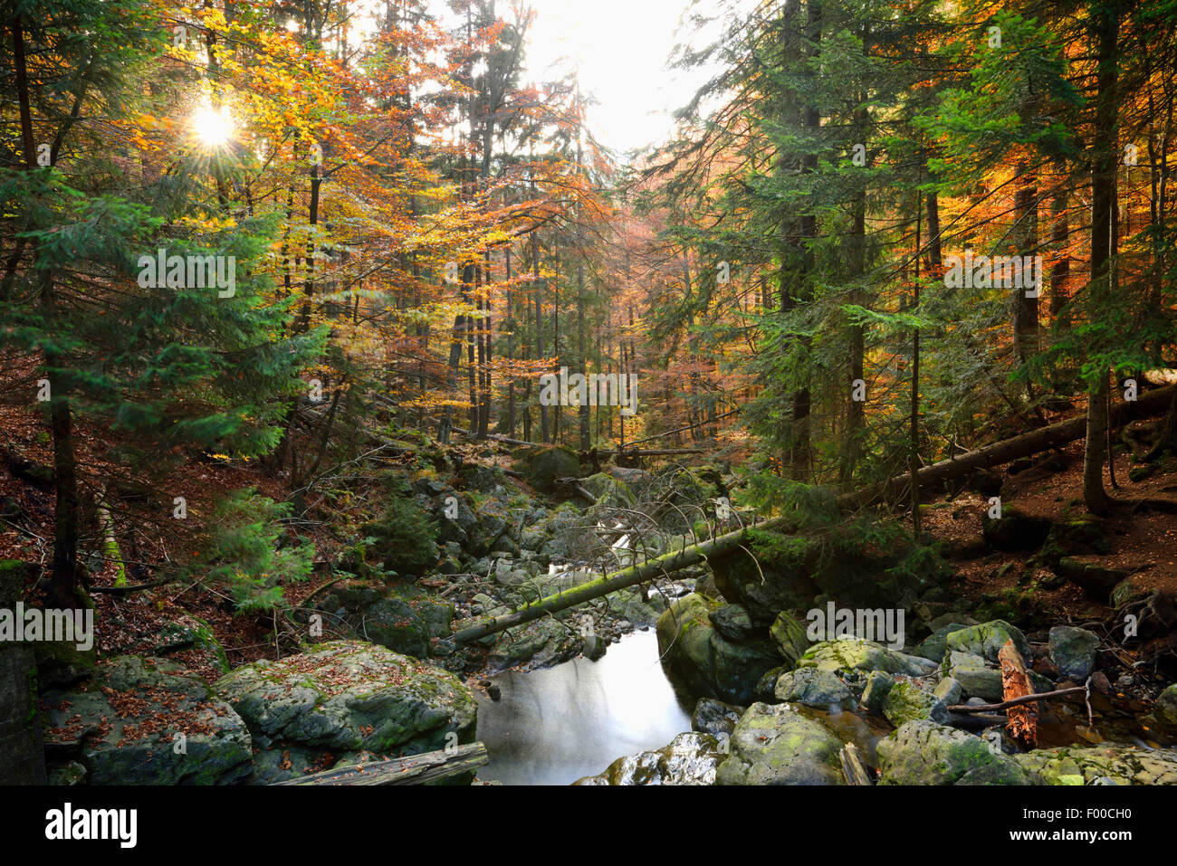 Rocky Creek en automne fores, Allemagne, Bavière, Parc National de la Forêt bavaroise Banque D'Images