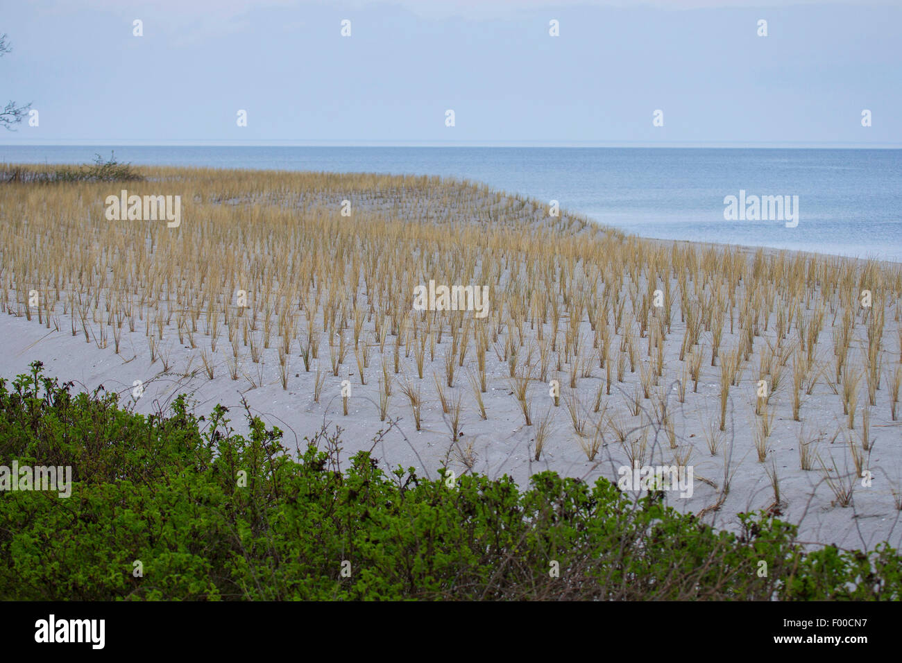 Plage de l'herbe, d'oyats européenne, l'ammophile, psamma, sable de mer-reed (Ammophila arenaria), plantation de végétation des dunes avec des herbes pour la protection de la côte de la plage, l'Allemagne, l'Boltenhagen Banque D'Images