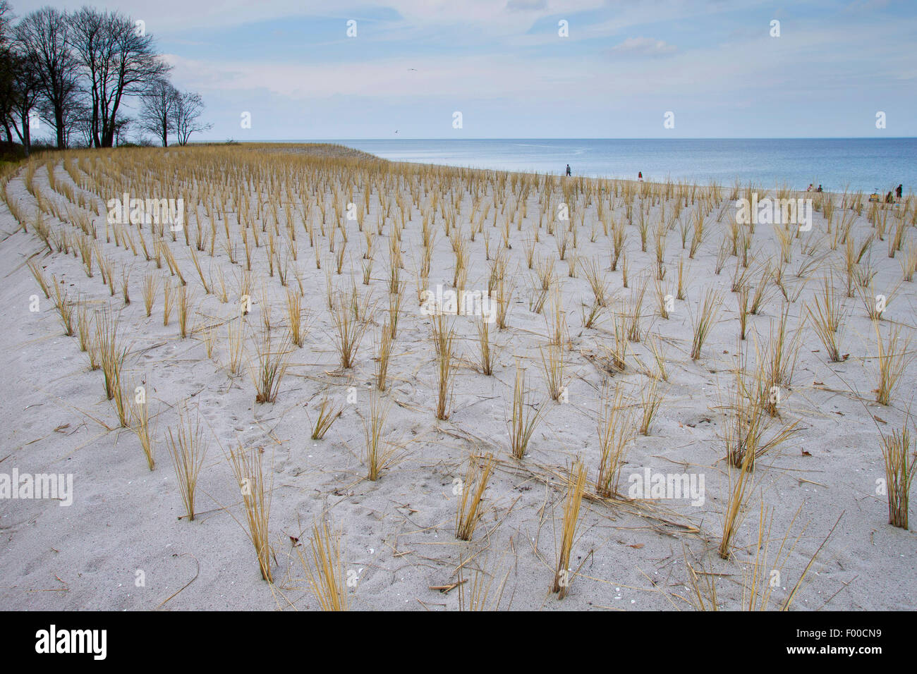 Plage de l'herbe, d'oyats européenne, l'ammophile, psamma, sable de mer-reed (Ammophila arenaria), plantation de végétation des dunes avec des herbes pour la protection de la côte de la plage, l'Allemagne, l'Boltenhagen Banque D'Images