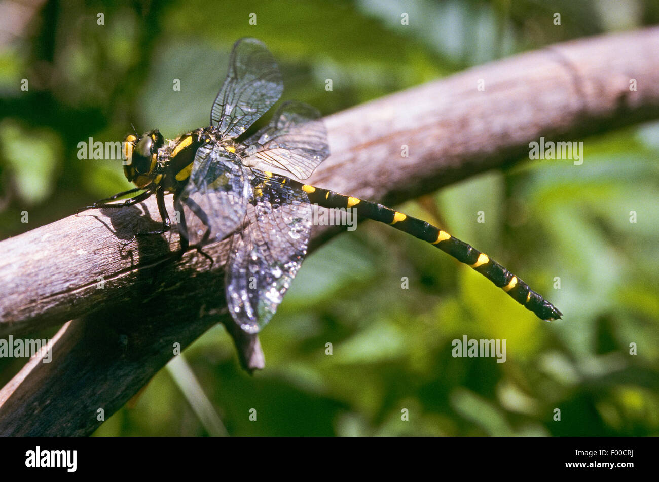 Sombre Goldenring, deux dents (Cordulegaster bidentatus Goldenring, Cordulegaster bidentata), homme, Allemagne Banque D'Images