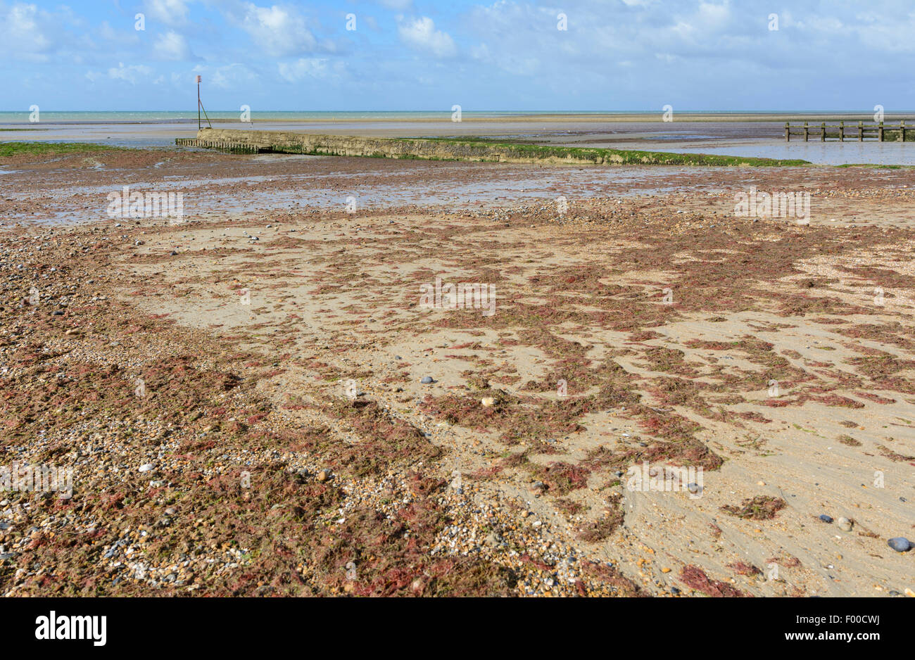 Les algues couvrant une plage à marée basse. Banque D'Images