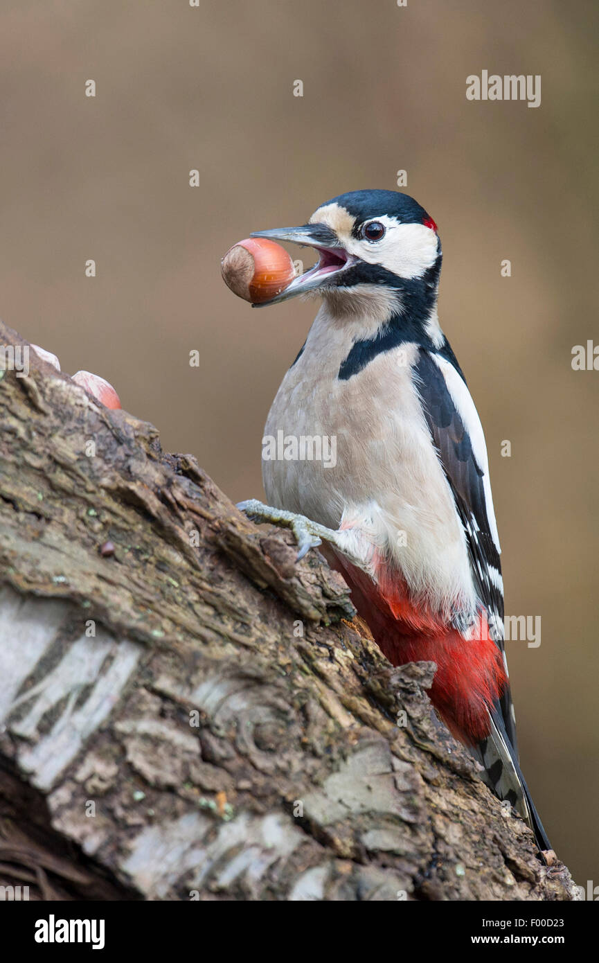 Great spotted woodpecker (Picoides major, Dendrocopos major), au site de l'enclume avec l'écrou dans son projet de loi, l'ALLEMAGNE, Basse-Saxe Banque D'Images