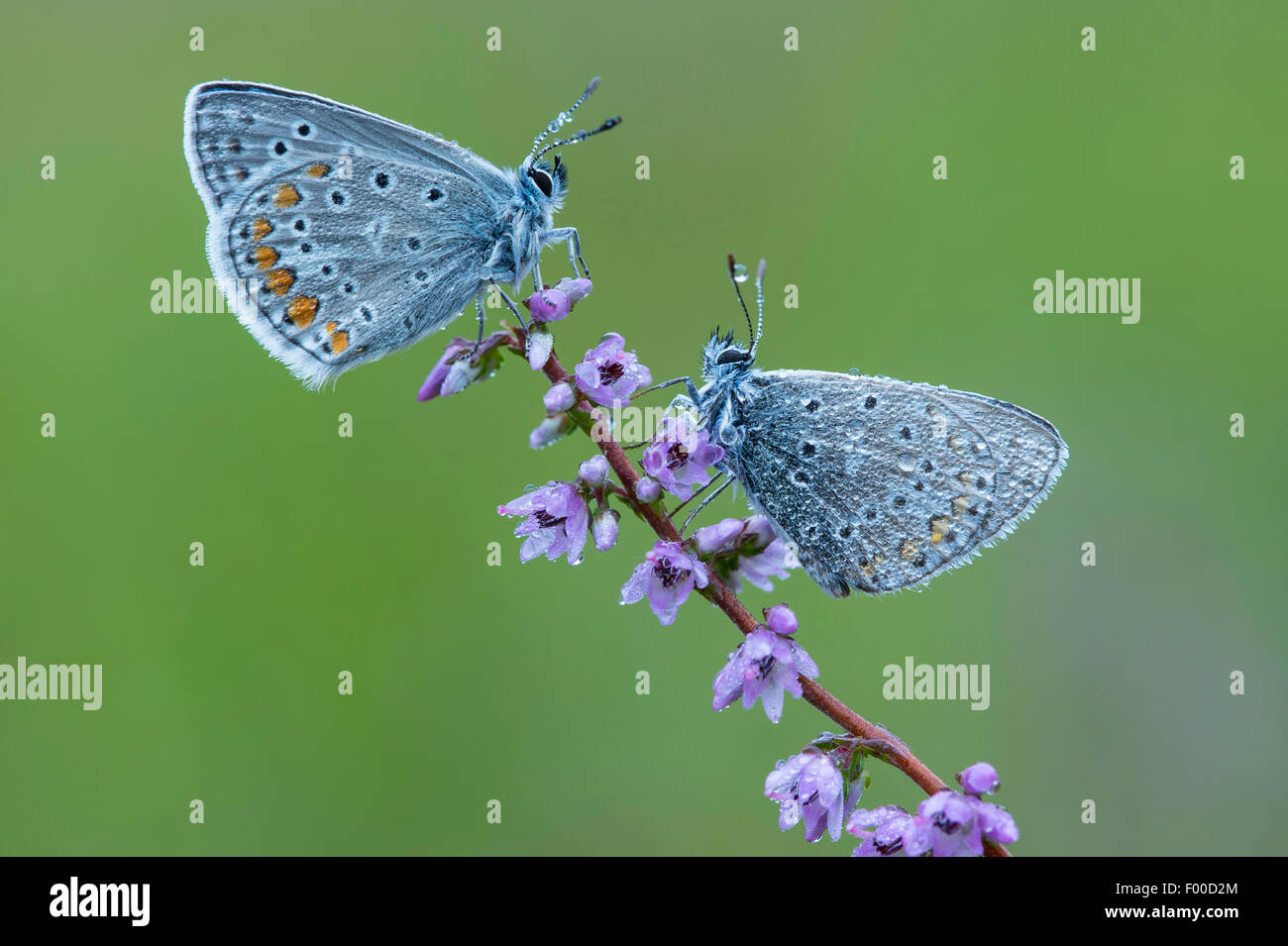 Blue (Polyommatus icarus commun), de blues sur Heath, ALLEMAGNE, Basse-Saxe Banque D'Images